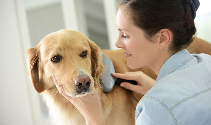 Pampering Pets: The Intersection of Beauty and Pet Care