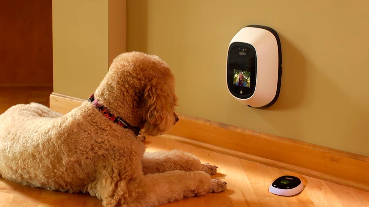 Innovations in Pet Technology: Enhancing the Lives of Pets and Their Owners